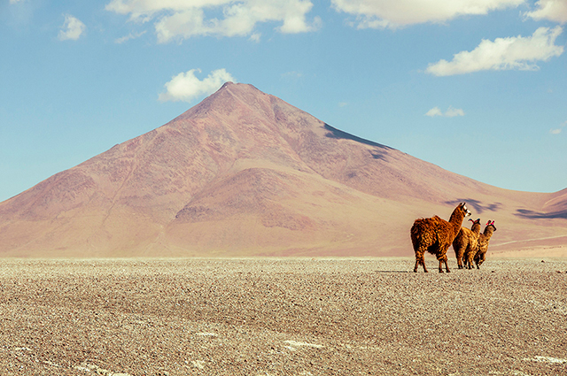 Three lamas in the desert. [photo 1]