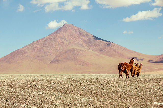 Trois lamas dans le désert en Bolivie.